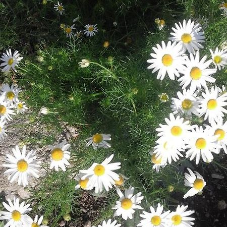 Pensiunea Margareta Sita Buzăului Exterior foto